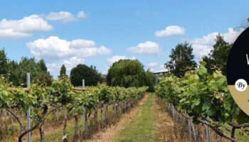 wine-pleasures-gold-award-little-oak-vineyard